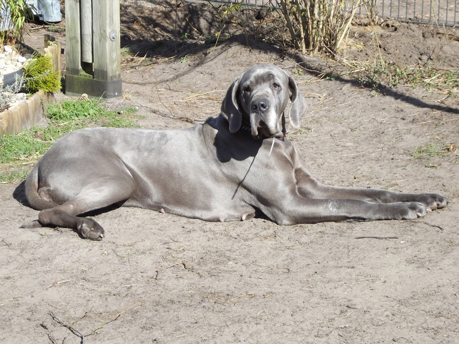 Schreiber Doggen