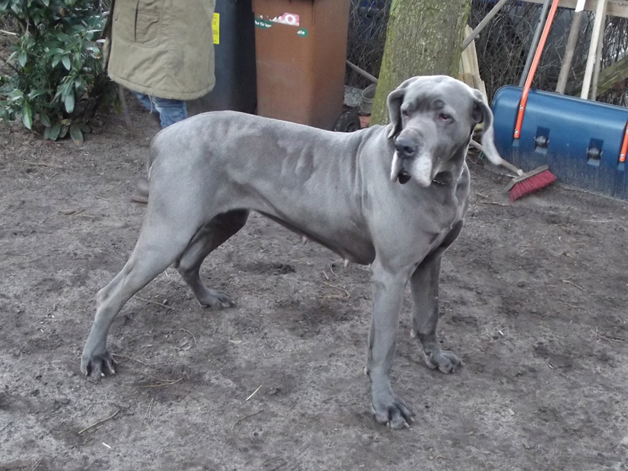 Schreiber Doggen