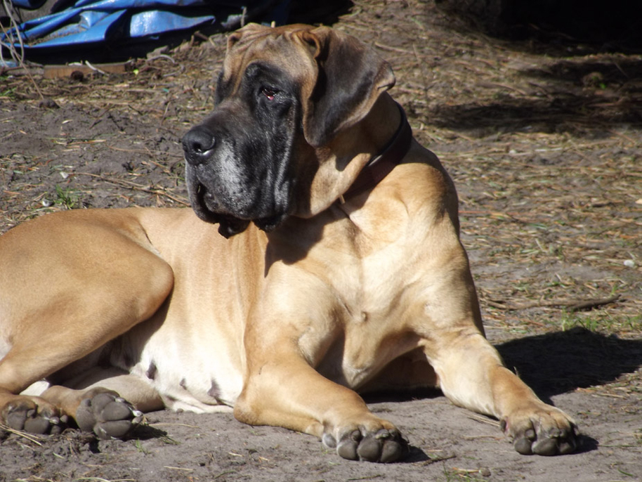 Schreiber Doggen