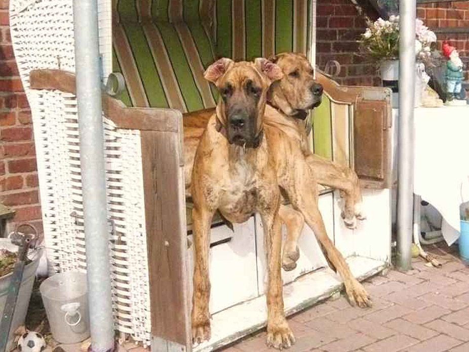 Schreiber Doggen