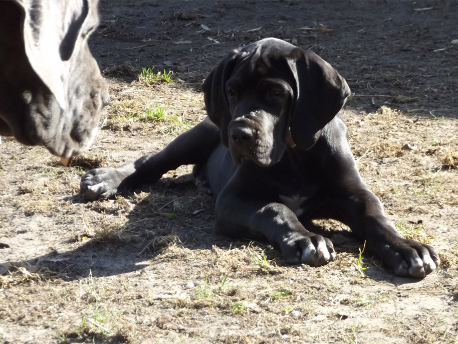 Schreiber Doggen