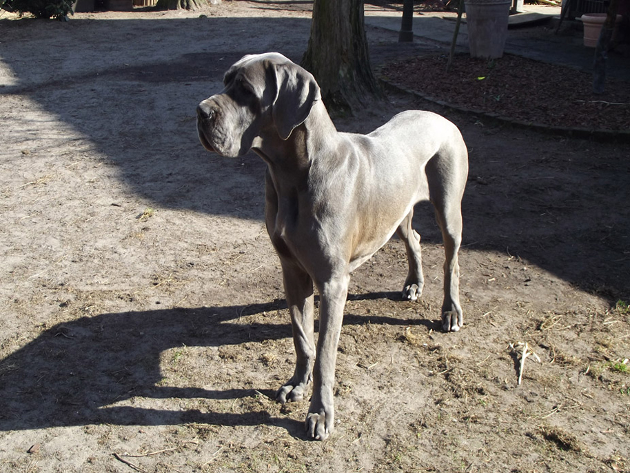 Schreiber Doggen