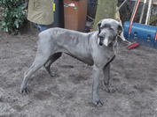 Schreiber Doggen