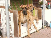 Schreiber Doggen