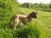 Schreiber Doggen