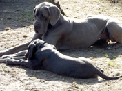 Schreiber Doggen