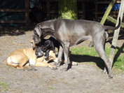 Schreiber Doggen
