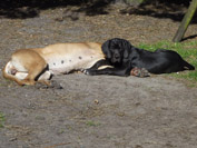 Schreiber Doggen