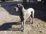 Schreiber Doggen