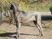 Schreiber Doggen